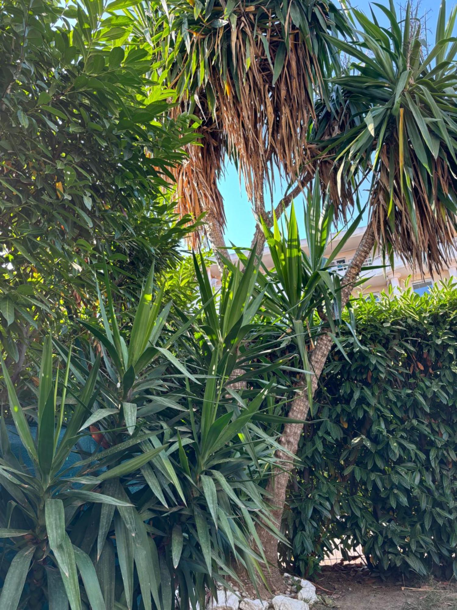 אנטיב Beachside Apartment With Pool & Garden In Juan Les Pins מראה חיצוני תמונה